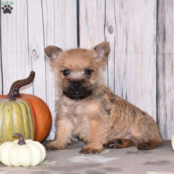 Ninja, Cairn Terrier Puppy